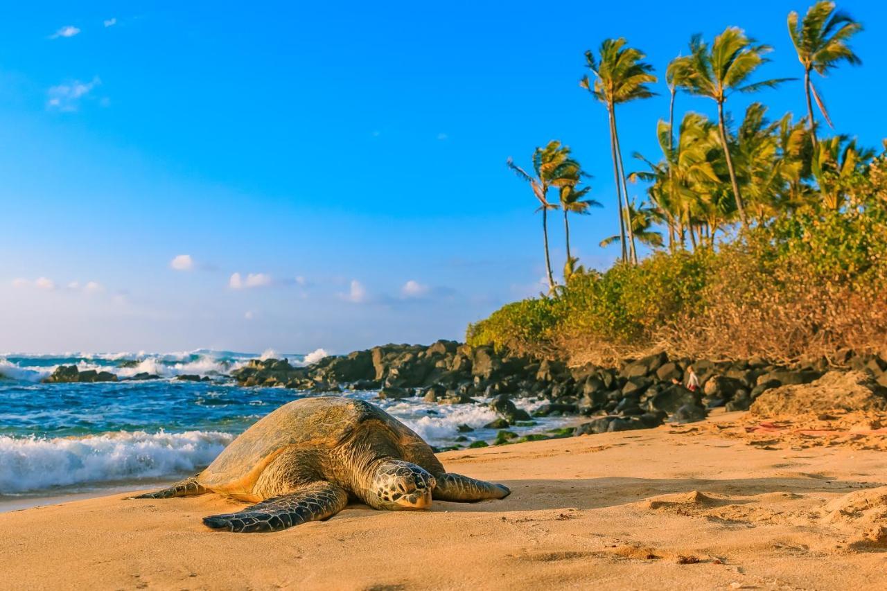 호놀룰루 Aqua Palms Waikiki Ocean View Lanai Parking Included 아파트 외부 사진